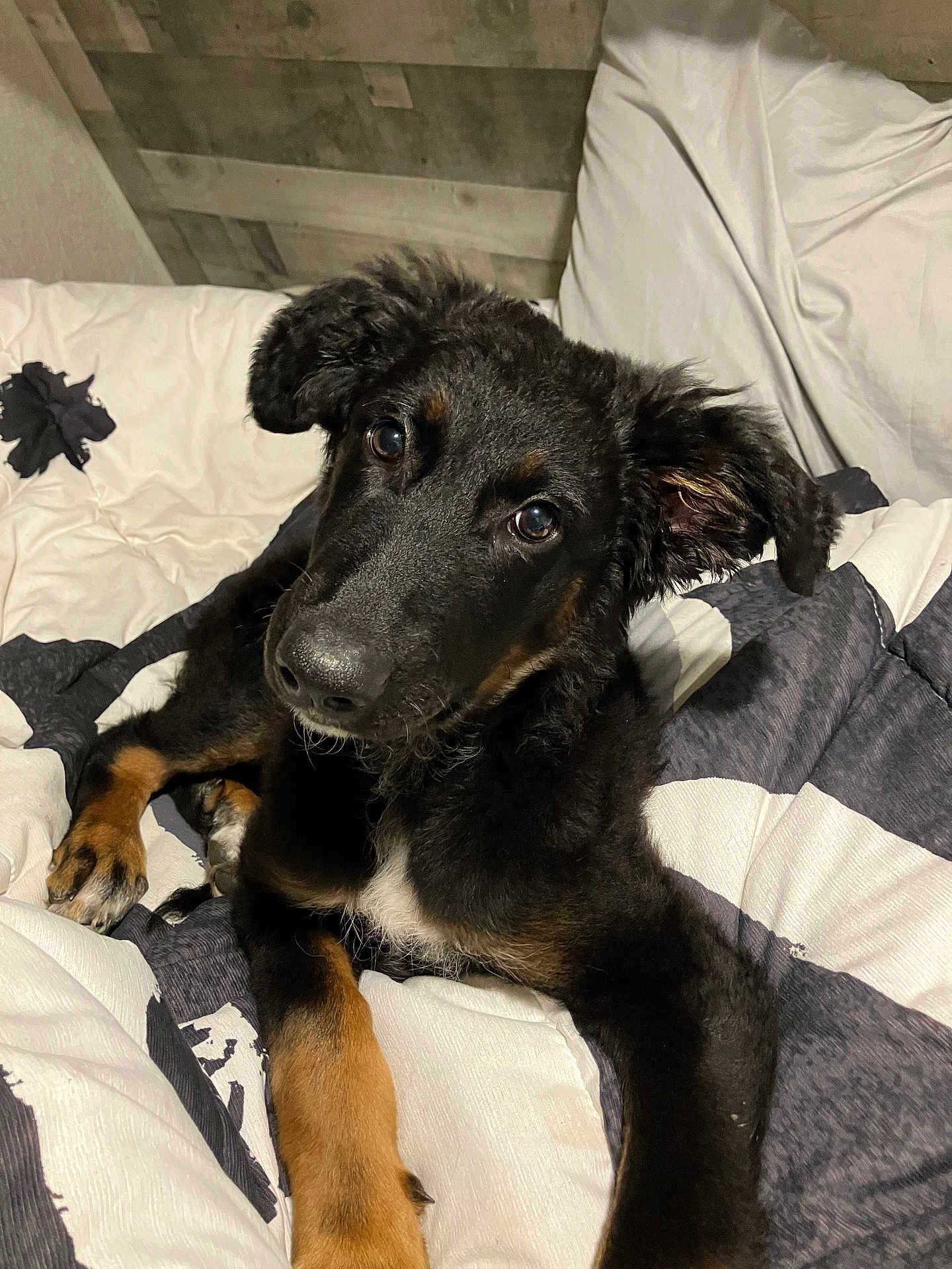 Bella is registered to the contest to win money with this photo: dog, puppy, bed, blanket, pillow, black_dog, tan_markings, eyes, nose, close_up, indoor, bedroom, wood_paneling, floppy_ears, paw, curious, portrait, fur, cozy, resting