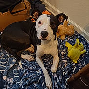 Little Girl joined the competition — help win amazing prizes! dog, pitbull, black_and_white, blanket, stuffed_toy, pikachu_toy, teddy_bear, indoor, pet, floor, baseboard, cardboard_box, toy, blanket_pattern, looking_at_camera, ears_up, paw, portrait, cozy, resting