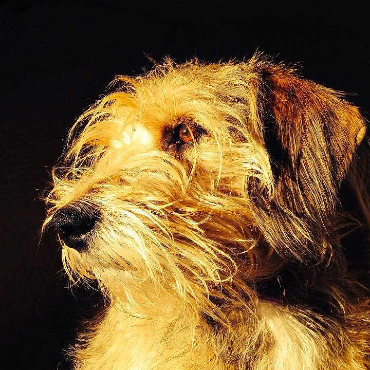 Albert Francis The First