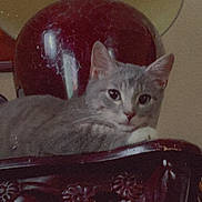 Hopper is registered to the contest to win money with this photo: cat, gray_cat, white_paws, wooden_furniture, carved_wood, indoor, relaxed, pet, animal, feline, curious, resting, closeup, portrait, domestic_cat, household, decor, background, quiet, calm