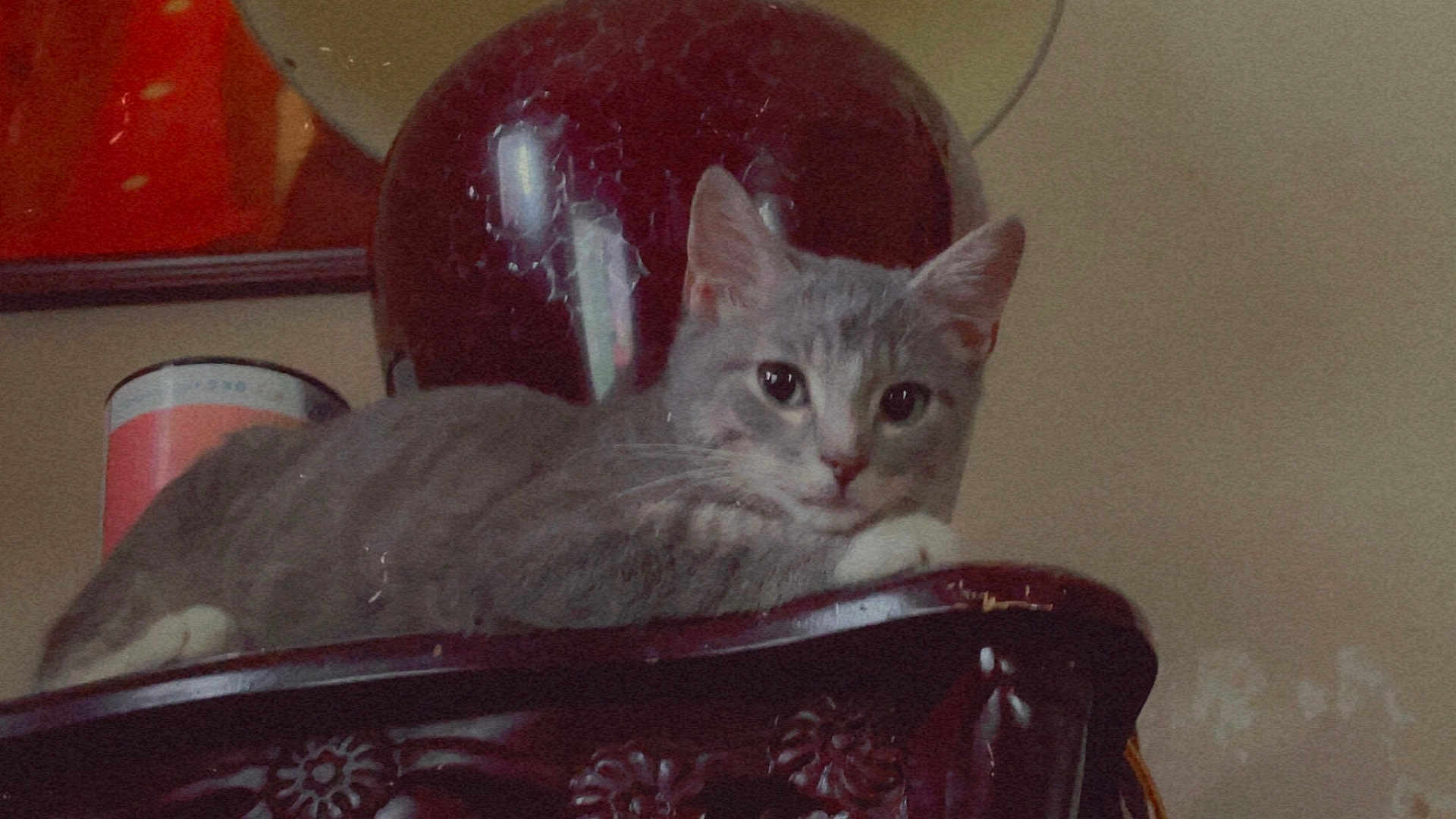 Hopper is registered to the contest to win money with this photo: cat, gray_cat, white_paws, wooden_furniture, carved_wood, indoor, relaxed, pet, animal, feline, curious, resting, closeup, portrait, domestic_cat, household, decor, background, quiet, calm