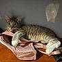 Hopper is registered to the contest to win money with this photo: kitten, cat, gray_tabby, paw, pink_bra, wooden_surface, indoor, playful, pet, animal, fur, whiskers, clothing_item, domestic_cat, resting, curious, wall, texture, young_cat, cute