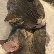 Hopper joined the competition — help win amazing prizes! cat, cats, sleeping, snuggling, fur, ears, pet, animal, closeup, resting, cozy, soft, domestic_cat, whiskers, indoor, cute, mammal, friendship, affection, companion