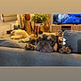 Usko participe au concours pour gagner de l'argent avec cette photo : french_bulldog, dog, cat, couch, living_room, plant, guitar, blanket, pet, indoor, furniture, sleeping_cat, curious_dog, paw, cozy, relaxed, houseplant, wooden_floor, television, home