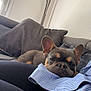 Usko participe au concours pour gagner de l'argent avec cette photo : adult, animal, bed, bedroom, blanket, bulldog, canine, couch, cushion, dog, female, frenchbulldog, furniture, homedecor, indoors, interiordesign, person, pet, puppy, woman