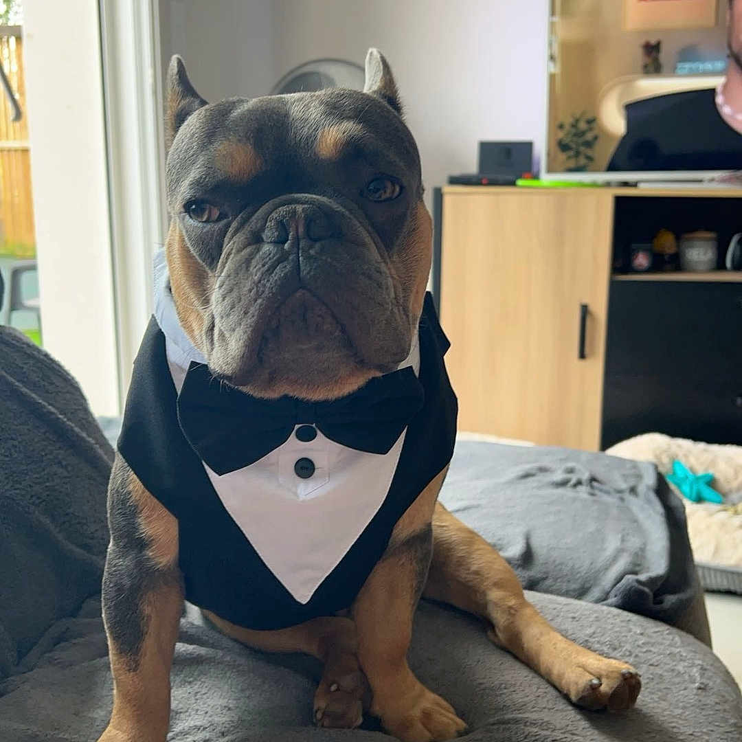 Usko a rejoint le concours — aidez-le/la à gagner de superbes lots ! animal, bed, bedroom, bulldog, canine, car, dog, face, frenchbulldog, furniture, head, indoors, interiordesign, person, pet, photoframe, puppy, room, transportation, vehicle