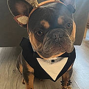 Usko participe au concours pour gagner de l'argent avec cette photo : dog, french_bulldog, reindeer_ears, tuxedo, figurines, holiday_decor, floor, wooden_floor, indoors, pet, cute, festive, animal, costume, decor, christmas, antlers, sitting, toy, glasses