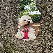 Bailey Waffles joined the competition — help win amazing prizes! dog, white_dog, pink_harness, tree_trunk, tree_hollow, bark, outdoor, park, greenery, nature, yawning, fluffy, pet, animal, canine, daylight, wood, cute, resting, playful