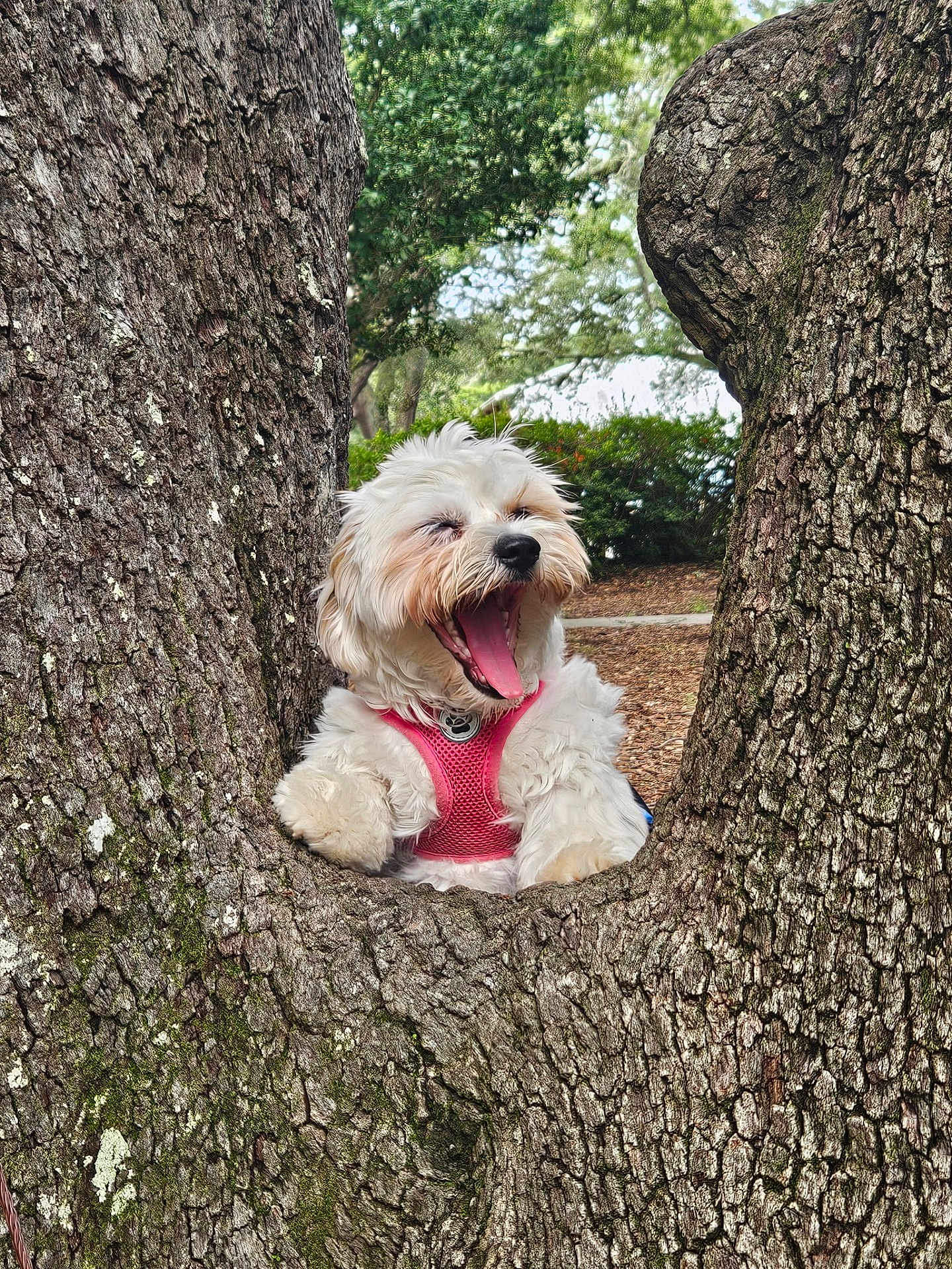 Bailey Waffles joined the competition — help win amazing prizes! dog, white_dog, pink_harness, tree_trunk, tree_hollow, bark, outdoor, park, greenery, nature, yawning, fluffy, pet, animal, canine, daylight, wood, cute, resting, playful