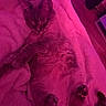 cat, sleeping, fluffy_blanket, cozy, indoor, pink_light, purple_light, pet, fur, paws, resting, cute, animal, relaxation, soft_texture, home, comfort, mammal, whiskers, quiet