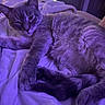 Jace is registered to the contest to win money with this photo: cat, animal, pet, feline, fur, whiskers, paw, blanket, bed, indoor, purple_light, relaxed, sleepy, cozy, resting, closeup, soft_texture, domestic, cute, mammal
