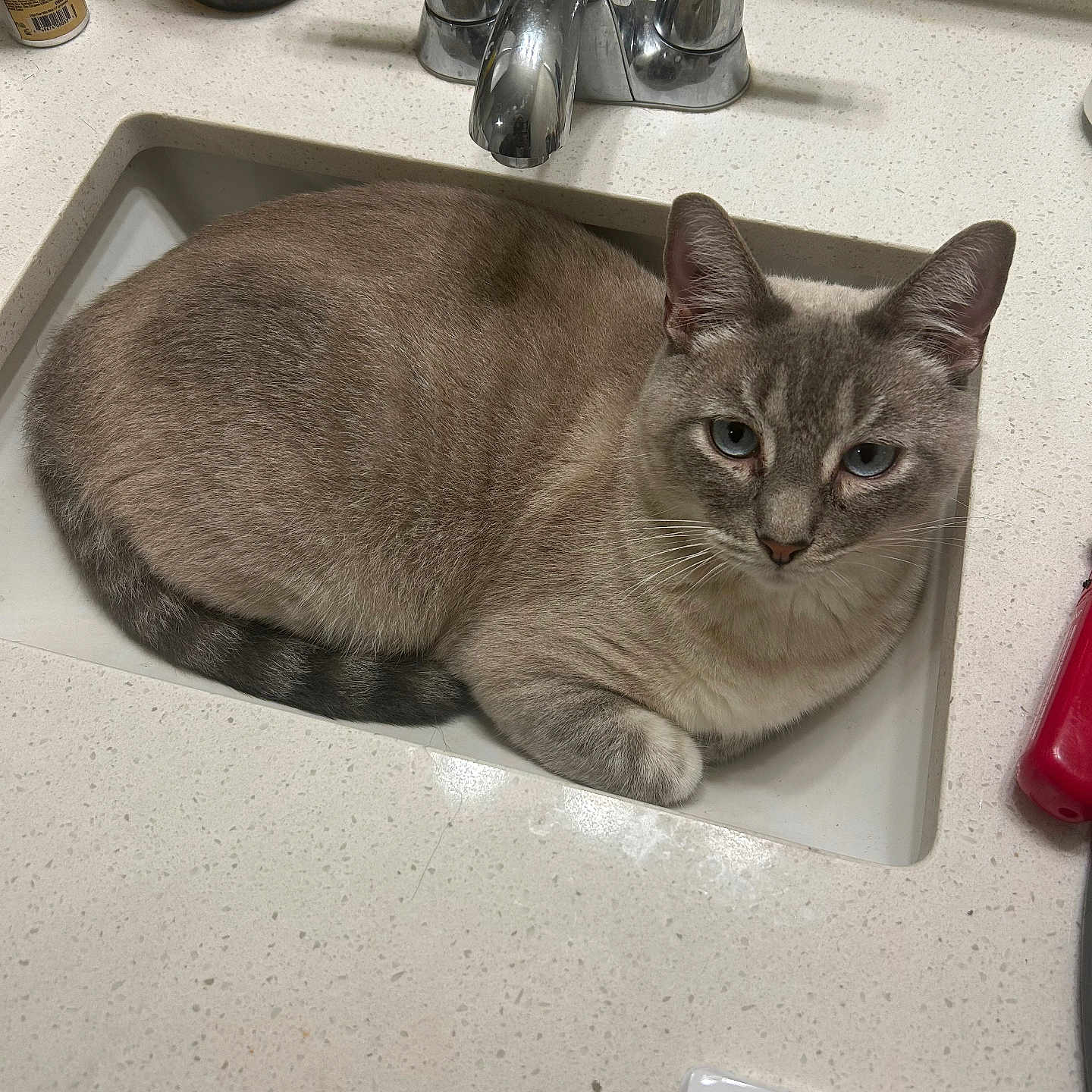 Jace is registered to the contest to win money with this photo: cat, sink, bathroom, faucet, countertop, domestic, blue_eyes, pet, feline, relaxed, indoor, animal, fur, whiskers, ears, tail, resting, household, gray_cat, curious