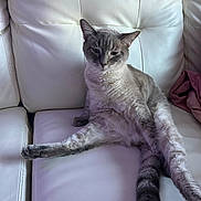 Jace joined the competition — help win amazing prizes! cat, feline, pet, animal, white_couch, leather, relaxed, indoor, fur, tail, paw, pink_blanket, sitting, resting, cute, domestic_cat, whiskers, ears, lazy, home