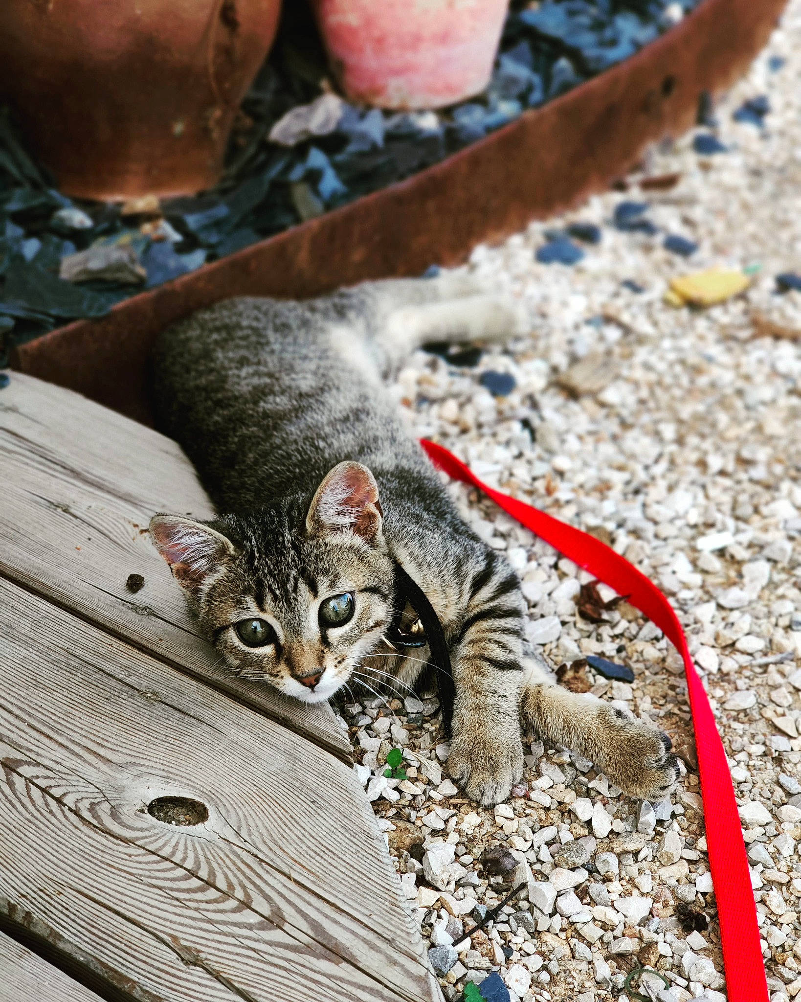 Sikara participe au concours pour gagner de l'argent avec cette photo : carnivore, cat, claw, domestic_short_haired_cat, felidae, foot, fur, grass, paw, sitting, small_to_medium_sized_cats, snout, soil, tail, terrestrial_animal, tree, whiskers, wildlife