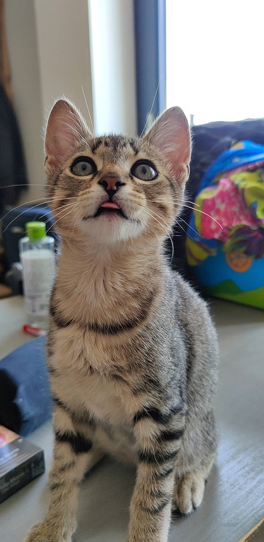 Sikara a rejoint le concours — aidez-le/la à gagner de superbes lots ! bottle, carnivore, cat, domestic_short_haired_cat, felidae, fur, small_to_medium_sized_cats, snout, terrestrial_animal, water_bottle, whiskers, window