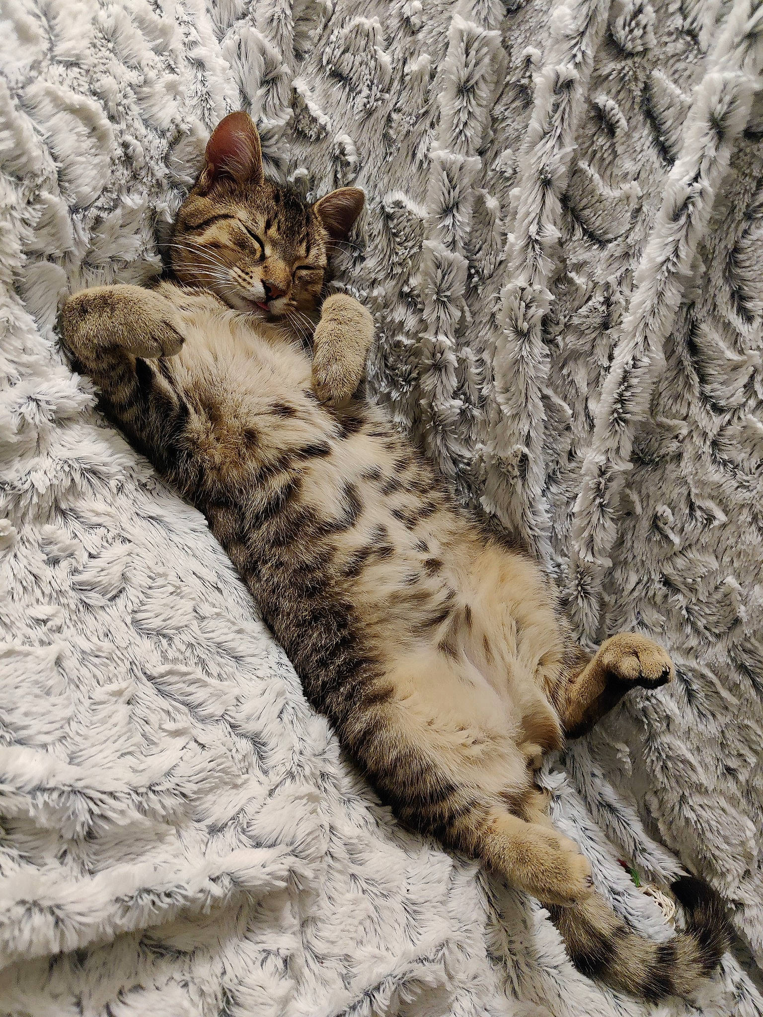 Sikara participe au concours pour gagner de l'argent avec cette photo : big_cats, carnivore, cat, claw, domestic_short_haired_cat, felidae, fur, leopard, meerkat, pattern, paw, rock, small_to_medium_sized_cats, snout, snow_leopard, tail, terrestrial_animal, trunk, whiskers, wood