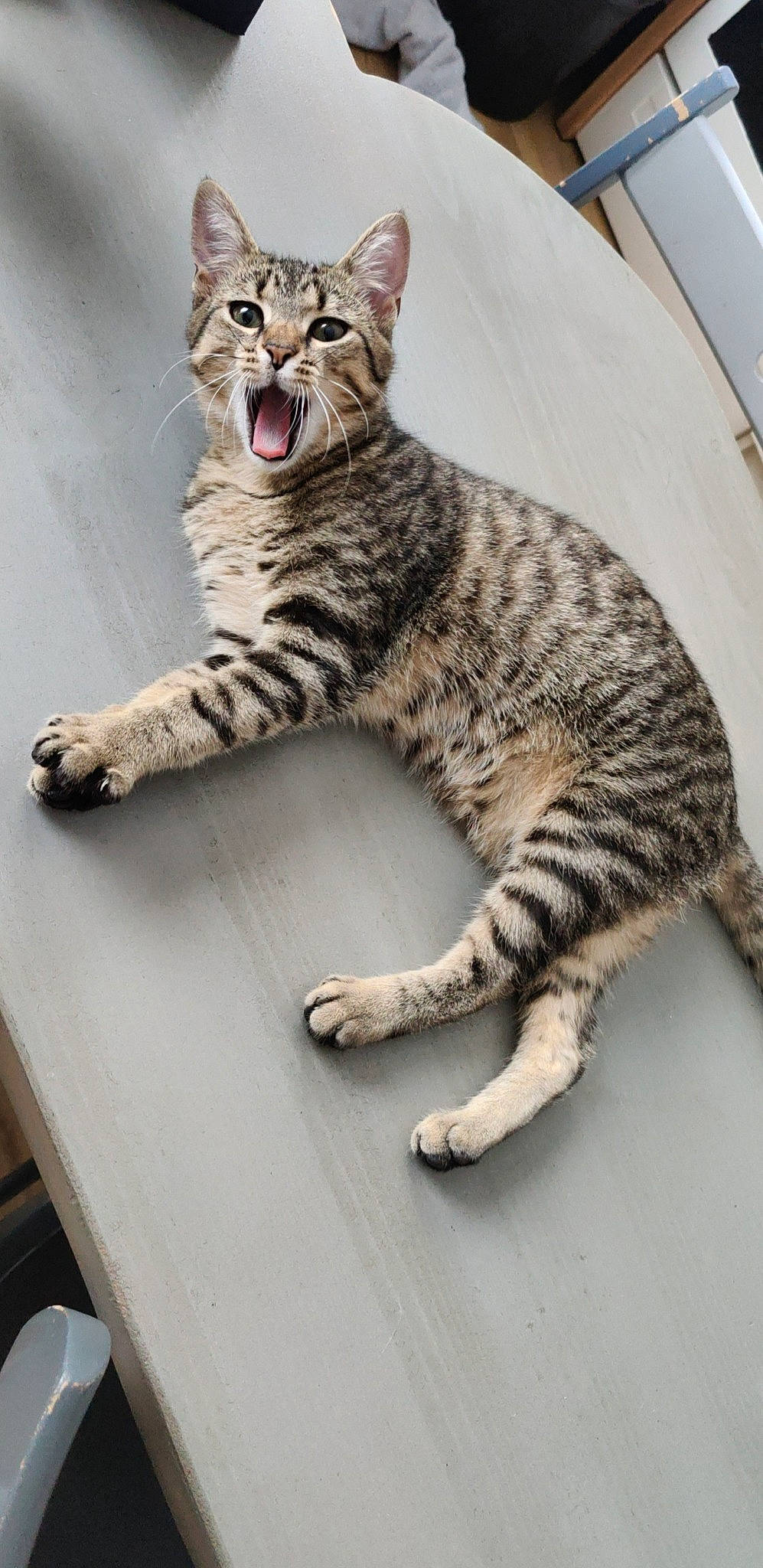 Sikara participe au concours pour gagner de l'argent avec cette photo : carnivore, cat, domestic_short_haired_cat, door, felidae, flooring, foot, fur, grey, illustration, metal, paw, sitting, small_to_medium_sized_cats, snout, table, tail, terrestrial_animal, whiskers, wood