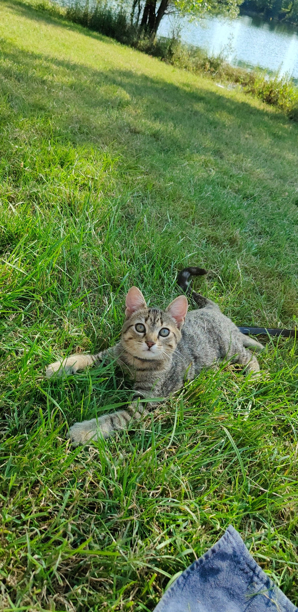 Sikara participe au concours pour gagner de l'argent avec cette photo : carnivore, cat, fawn, felidae, fur, glasses, grass, grass_family, grassland, groundcover, hare, lawn, meadow, plant, small_to_medium_sized_cats, snout, tail, terrestrial_animal, tree, whiskers