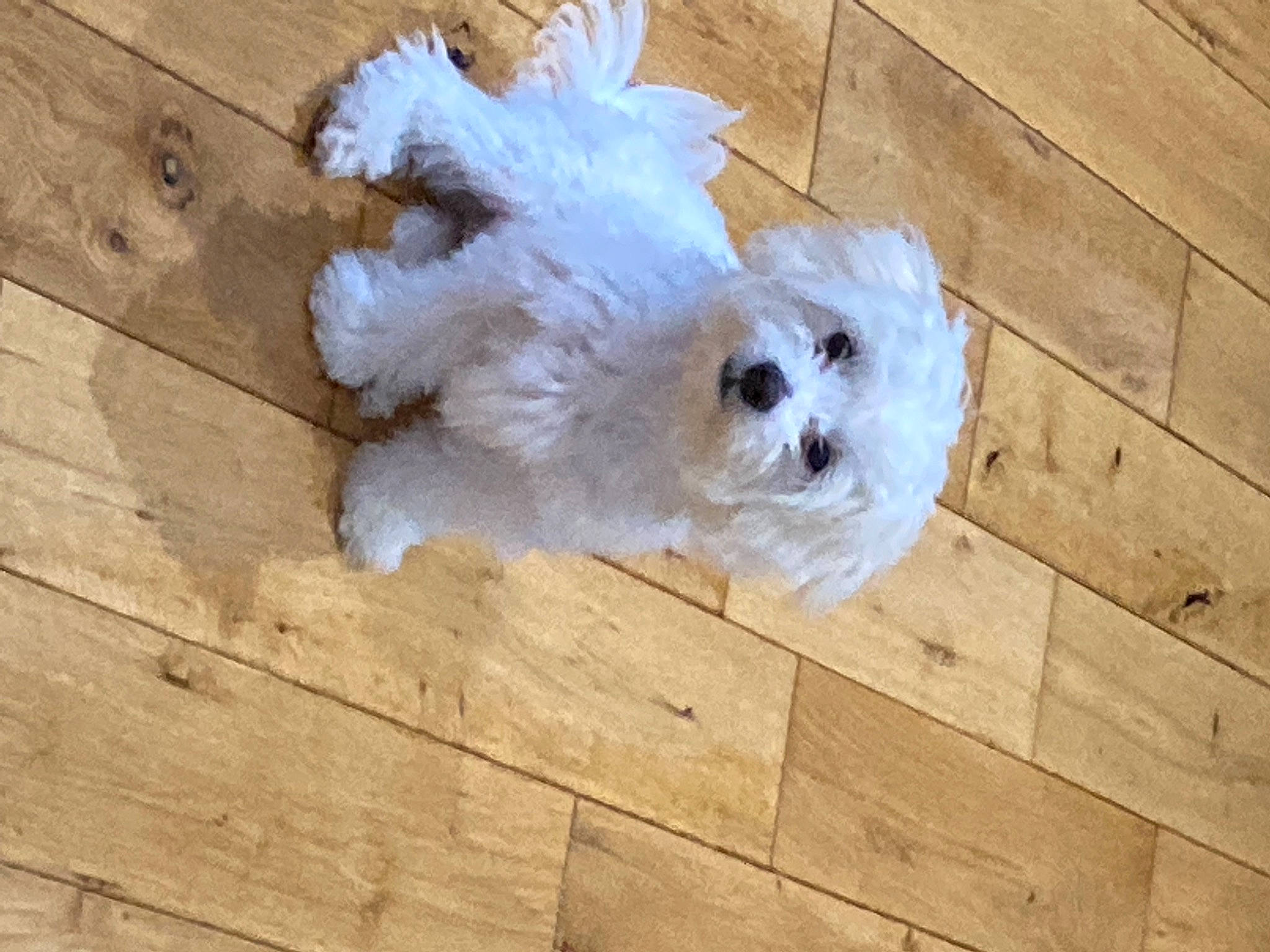 Dale joined the competition — help win amazing prizes! canidae, carnivore, companion_dog, dog, dog_breed, fawn, flooring, fur, hardwood, maltepoo, plank, snout, sporting_group, tail, terrier, toy_dog, whiskers, wood, wood_stain, working_animal