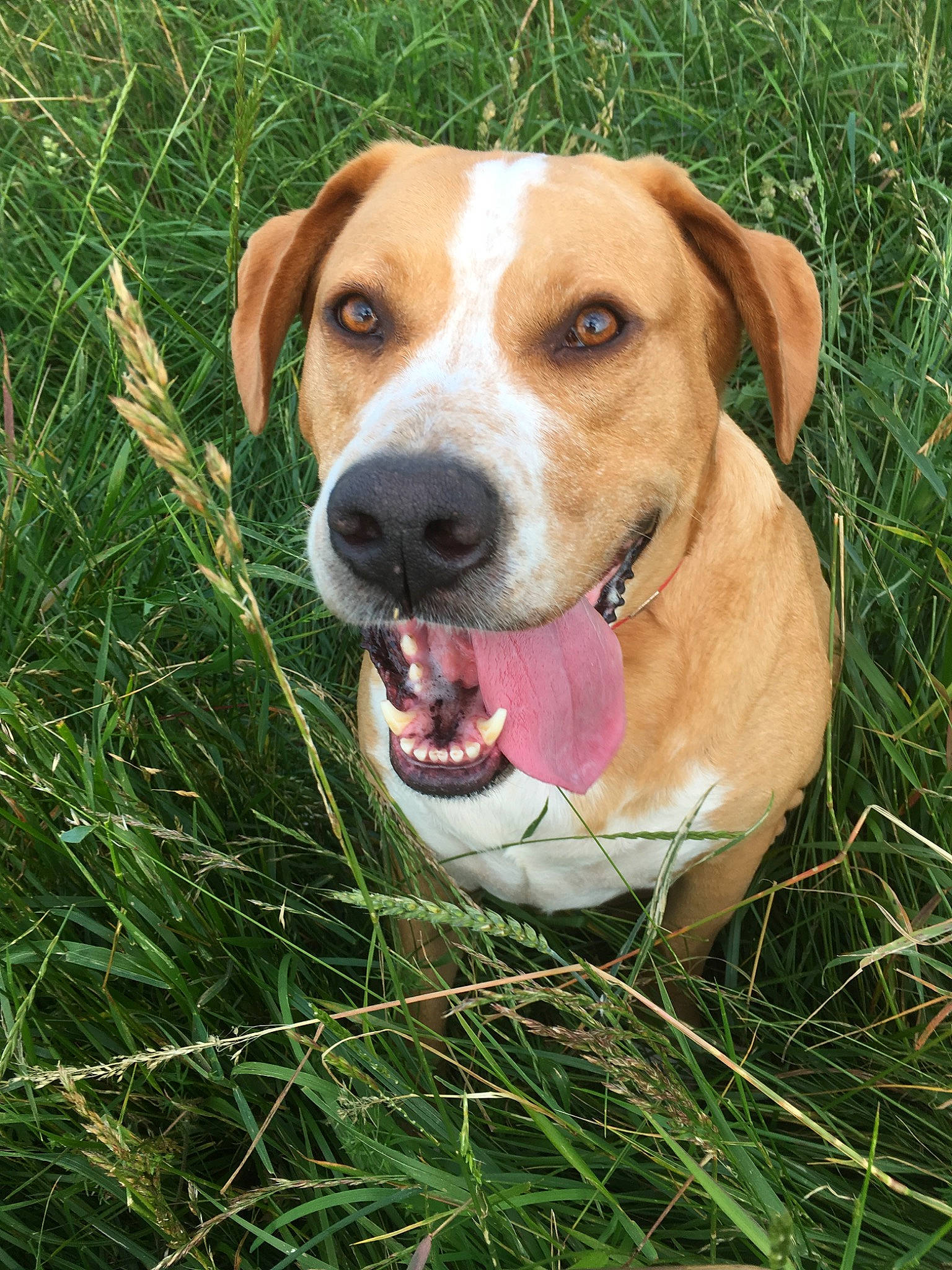 Douggy participe au concours pour gagner de l'argent avec cette photo : canidae, carnivore, catahoula_bulldog, companion_dog, dog, dog_breed, fawn, grass, harrier, hound, hunting_dog, mammal, mountain_cur, plant, portuguese_pointer, posavac_hound, rare_breed_dog, snout, sporting_group, vertebrate