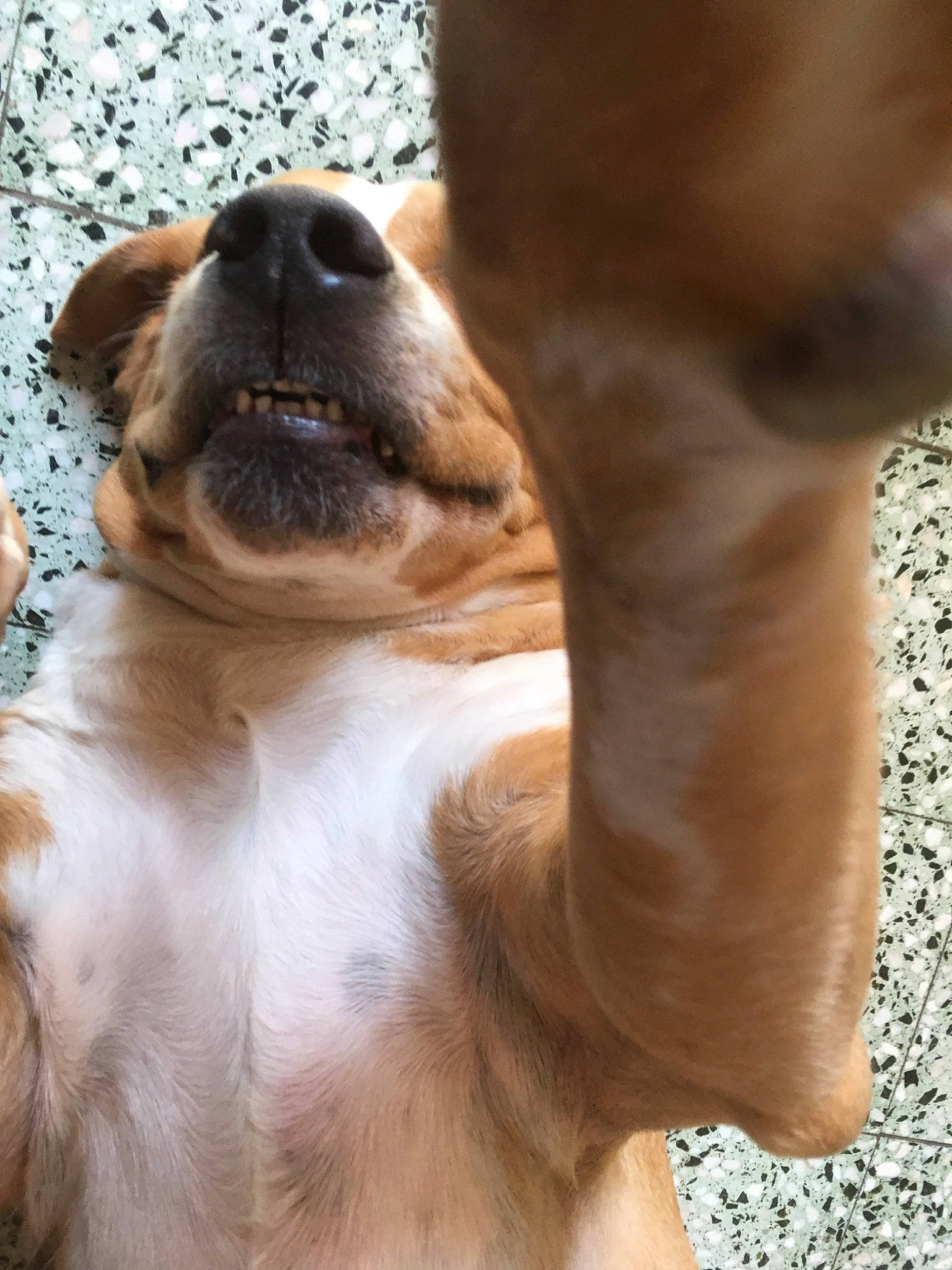 Douggy a rejoint le concours — aidez-le/la à gagner de superbes lots ! canidae, carnivore, companion_dog, dog, dog_breed, fawn, mammal, nose, puppy, puppy_love, snout, sporting_group, whiskers