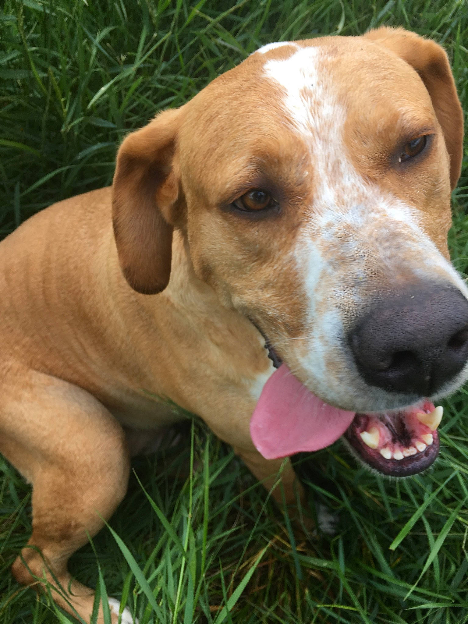 Douggy a rejoint le concours — aidez-le/la à gagner de superbes lots ! ariege_pointer, braque_saint_germain, canidae, carnivore, companion_dog, dog, dog_breed, english_coonhound, fawn, harrier, hound, hunting_dog, mammal, mountain_cur, portuguese_pointer, posavac_hound, rare_breed_dog, snout, sporting_group, vertebrate