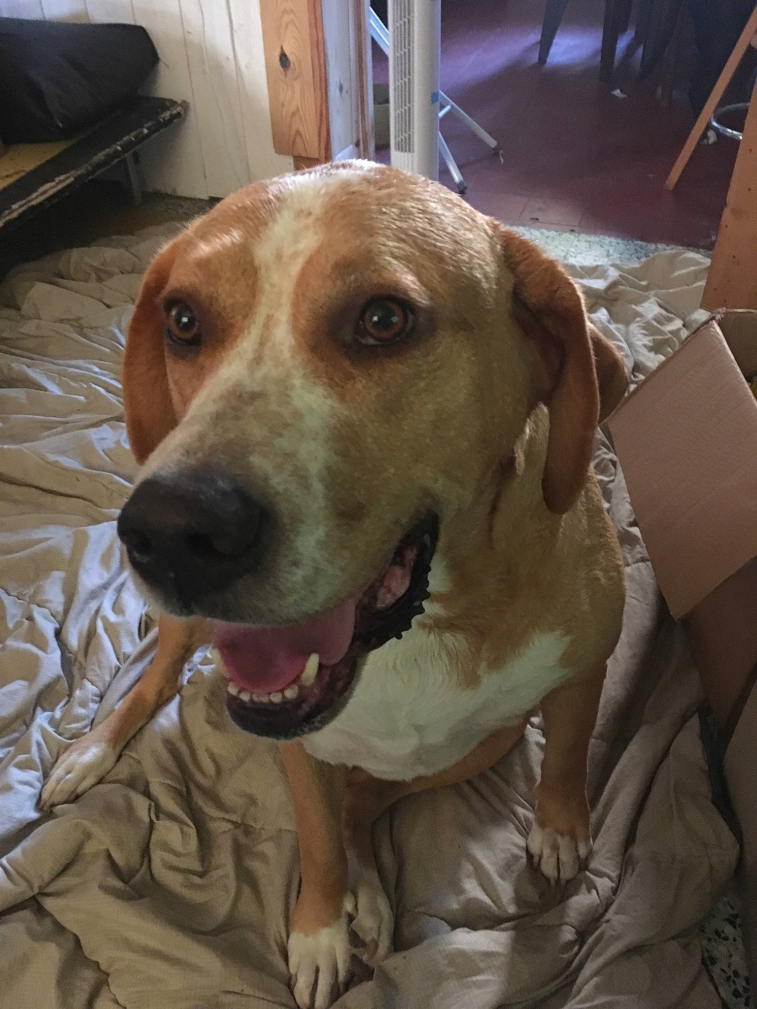 Douggy a rejoint le concours — aidez-le/la à gagner de superbes lots ! black_mouth_cur, broholmer, bully_kutta, canidae, carnivore, catahoula_bulldog, companion_dog, dog, dog_breed, fawn, hunting_dog, labrador_retriever, mammal, mountain_cur, rare_breed_dog, snout, sporting_group, vertebrate, whiskers