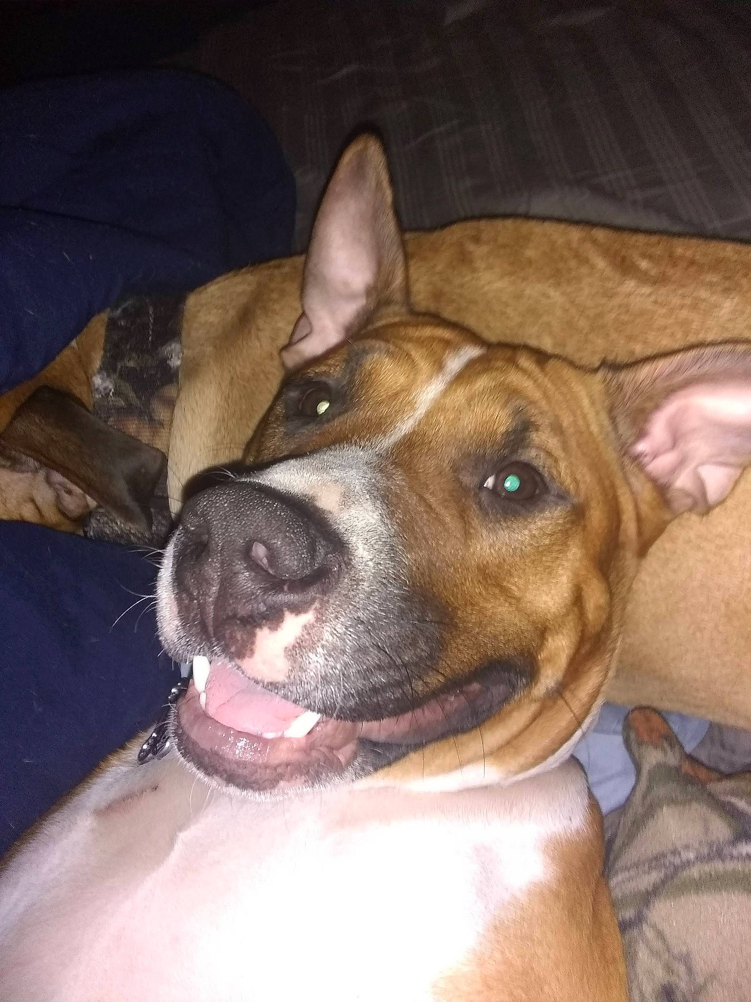 Freedom joined the competition — help win amazing prizes! ancient_dog_breeds, canidae, carnivore, collar, companion_dog, dog, dog_breed, dog_collar, ear, fawn, fur, non_sporting_group, snout, sporting_group, whiskers, working_animal, working_dog