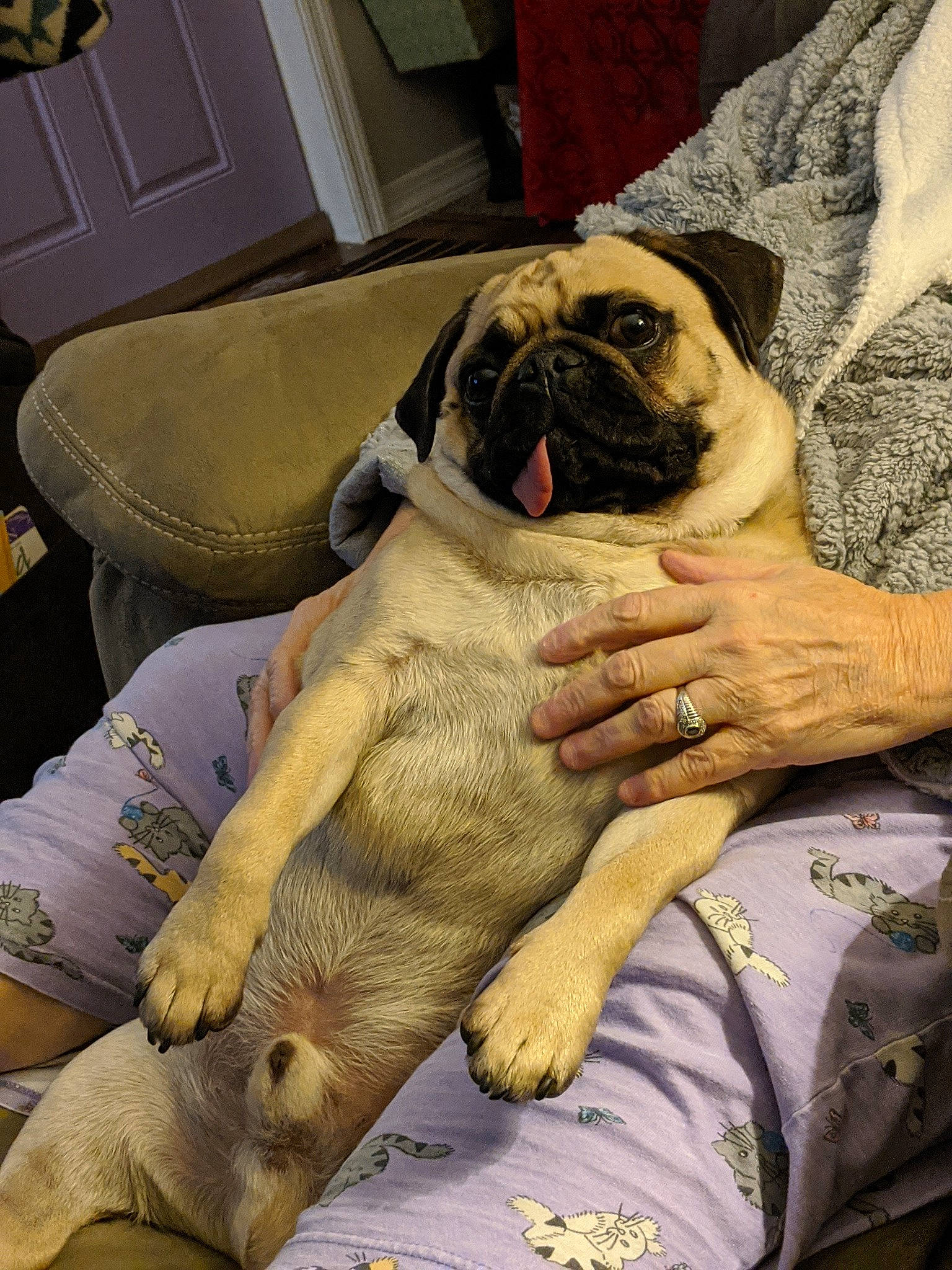 Coach is registered to the contest to win money with this photo: canidae, carnivore, companion_dog, dog, dog_breed, english_mastiff, fawn, mammal, nap, paw, pug, puppy, puppy_love, skin, snout, toy_dog, vertebrate, wrinkle