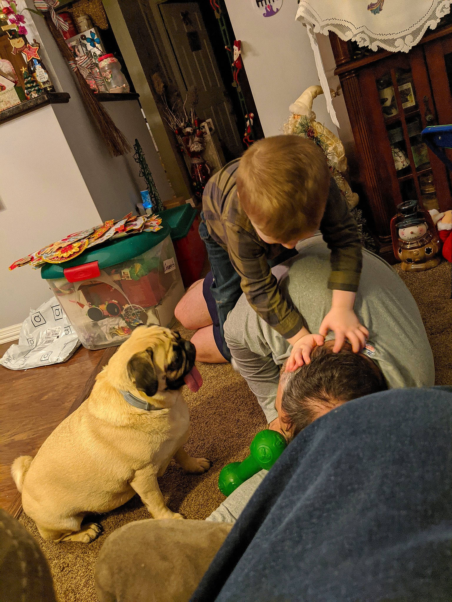 Coach joined the competition — help win amazing prizes! canidae, carnivore, companion_dog, dog, dog_breed, english_mastiff, fawn, pug, puppy_love, sporting_group