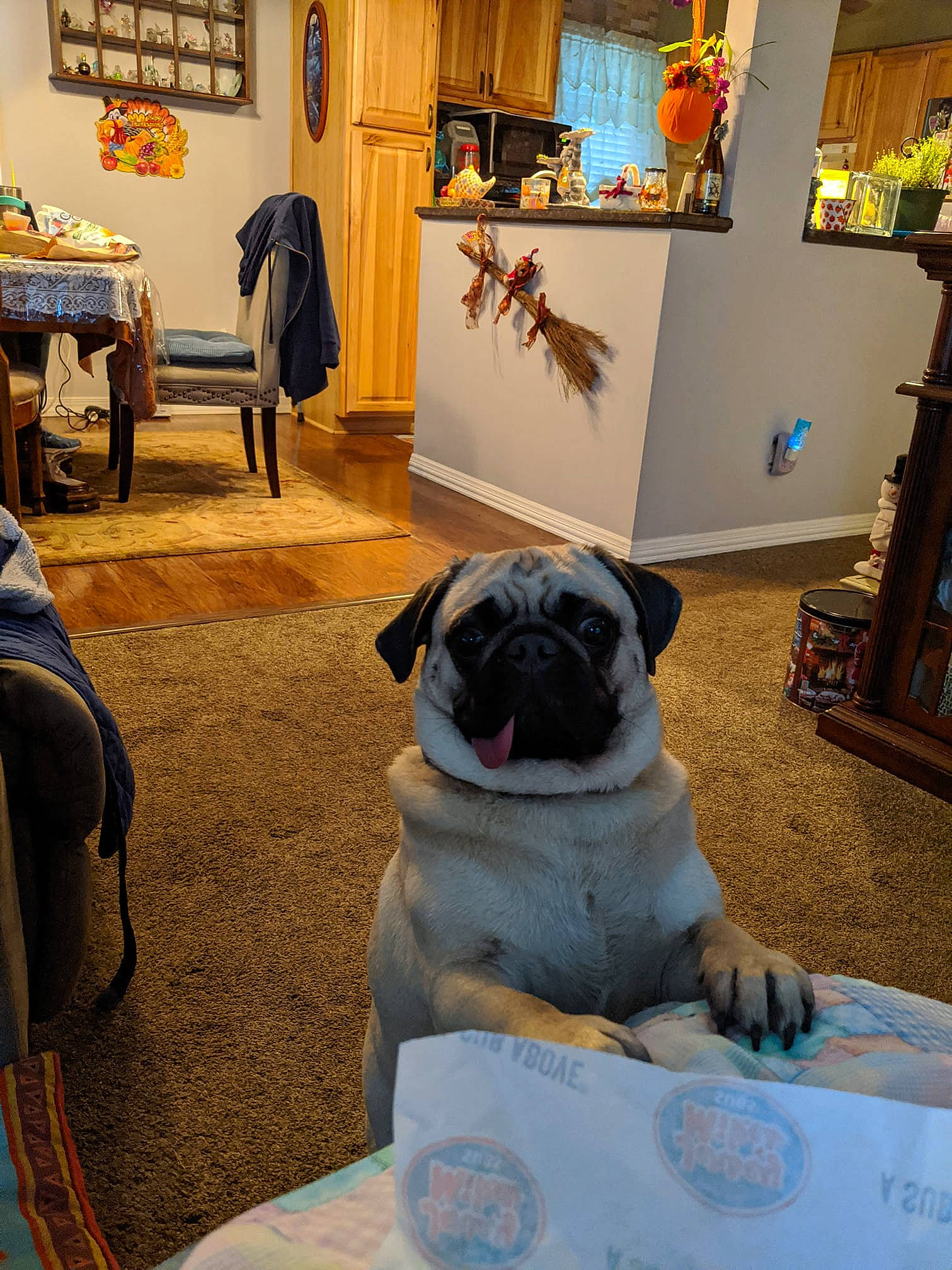 Coach is registered to the contest to win money with this photo: canidae, carnivore, chair, companion_dog, dog, dog_breed, english_mastiff, fawn, floor, flooring, home, interior_design, living_room, pug, room, snout, table, toy_dog