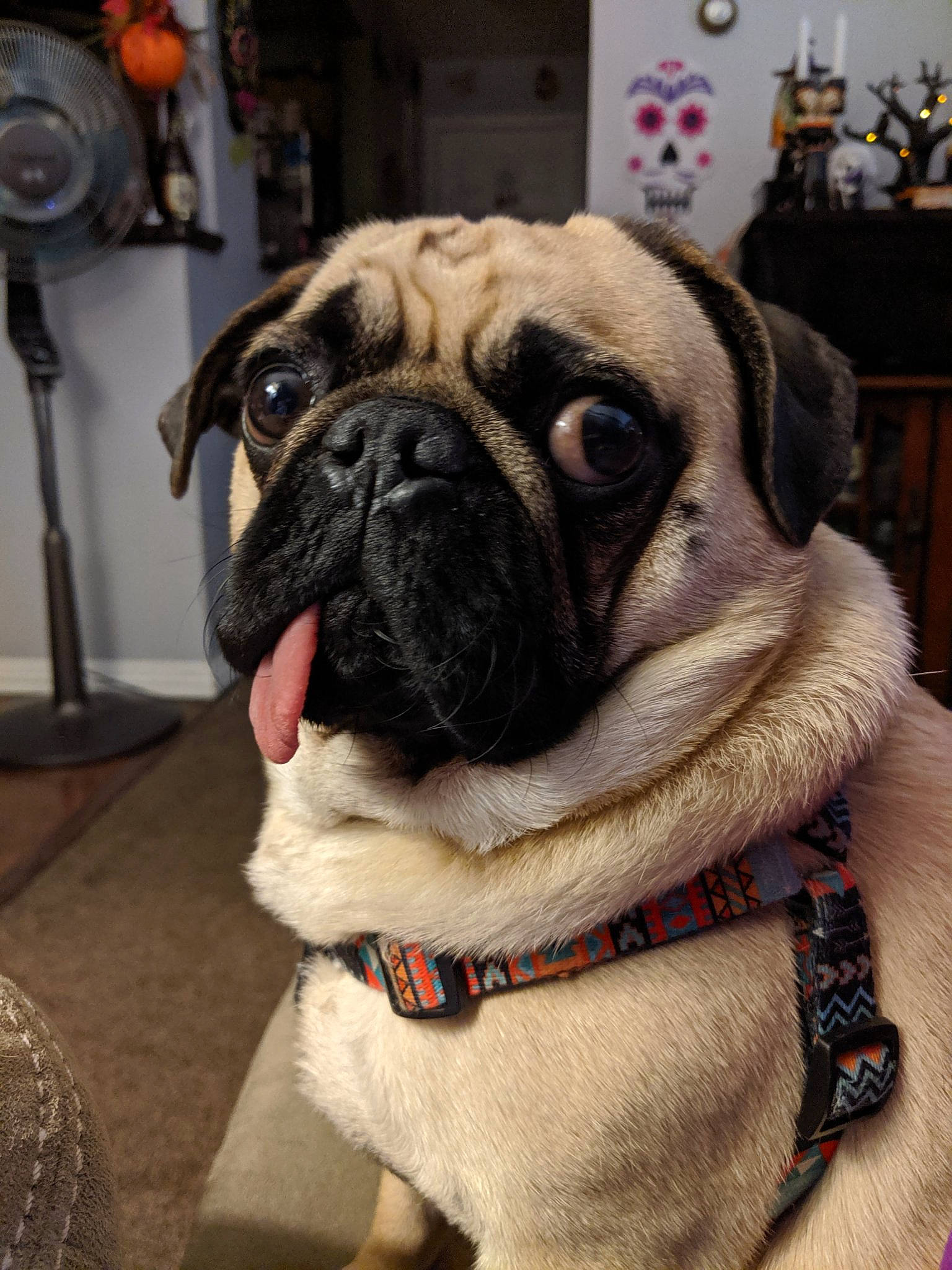 Coach joined the competition — help win amazing prizes! ancient_dog_breeds, canidae, carnivore, collar, companion_dog, dog, dog_breed, dog_collar, fawn, mammal, pug, snout, sporting_group, tongue, toy_dog, vertebrate, whiskers, wrinkle
