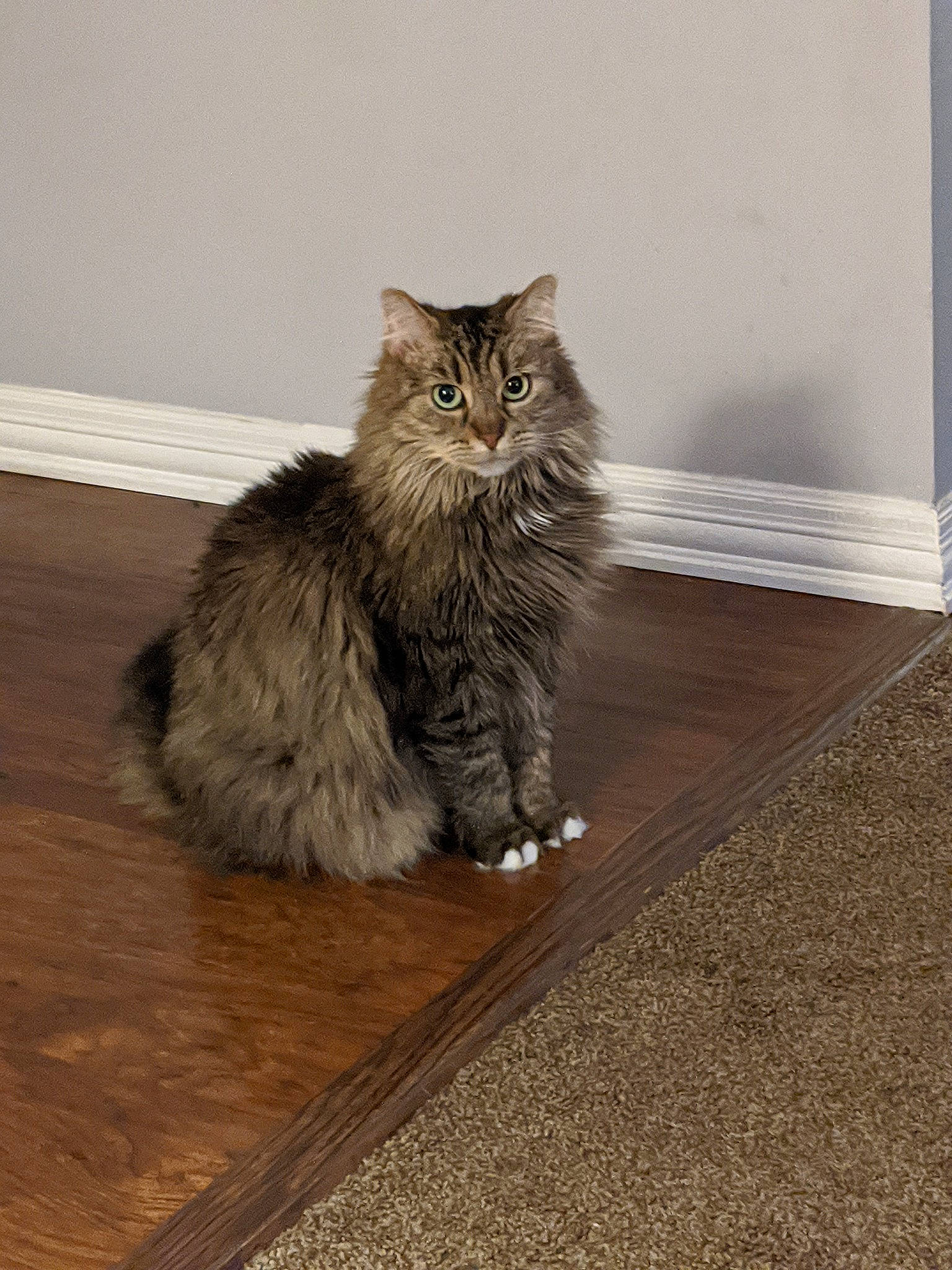 Spicy is registered to the contest to win money with this photo: asian_semi_longhair, british_longhair, british_semi_longhair, carnivore, cat, cymric, domestic_long_haired_cat, felidae, floor, fur, kitten, kurilian_bobtail, maine_coon, mammal, norwegian_forest_cat, ragamuffin, siberian, small_to_medium_sized_cats, whiskers, wood