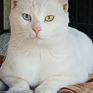 Rolo is registered to the contest to win money with this photo: cat, white_cat, heterochromia, blue_eye, yellow_eye, pet, animal, feline, close_up, resting, indoor, whiskers, paw, fur, cute, calm, portrait, domestic_animal, mammal, relaxed