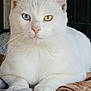 cat, white_cat, heterochromia, blue_eye, yellow_eye, pet, animal, feline, close_up, resting, indoor, whiskers, paw, fur, cute, calm, portrait, domestic_animal, mammal, relaxed