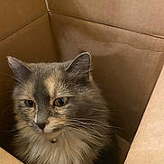 Fuzzy is registered to the contest to win money with this photo: animal, bell, box, brown, cardboard, cat, closeup, collar, curious, cute, domestic, feline, fluffy, fur, indoor, mammal, pet, portrait, sitting, whiskers