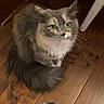 Fuzzy joined the competition — help win amazing prizes! animal, cat, companion, cozy, curious, cute, domestic, feline, fluffy, fur, gray_cat, household, indoor, pet, playful, sitting, tail, whiskers, wooden_floor, yellow_eyes