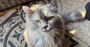 Fuzzy is registered to the contest to win money with this photo: animal, cat, close_up, curious, domestic_cat, fluffy, fur, grey_cat, looking_up, outdoor, patterned_rug, pet, rug, shadow, sitting, sunlight, tail, whiskers, wicker_furniture, yellow_eyes