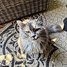 animal, cat, close_up, curious, domestic_cat, fluffy, fur, grey_cat, looking_up, outdoor, patterned_rug, pet, rug, shadow, sitting, sunlight, tail, whiskers, wicker_furniture, yellow_eyes