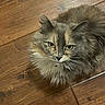Fuzzy is registered to the contest to win money with this photo: alert, animal, brown, cat, closeup, cute, domestic_cat, feline, fluffy, fur, house_pet, indoor, looking_up, mammal, pet, portrait, relaxed, tabby, whiskers, wooden_floor