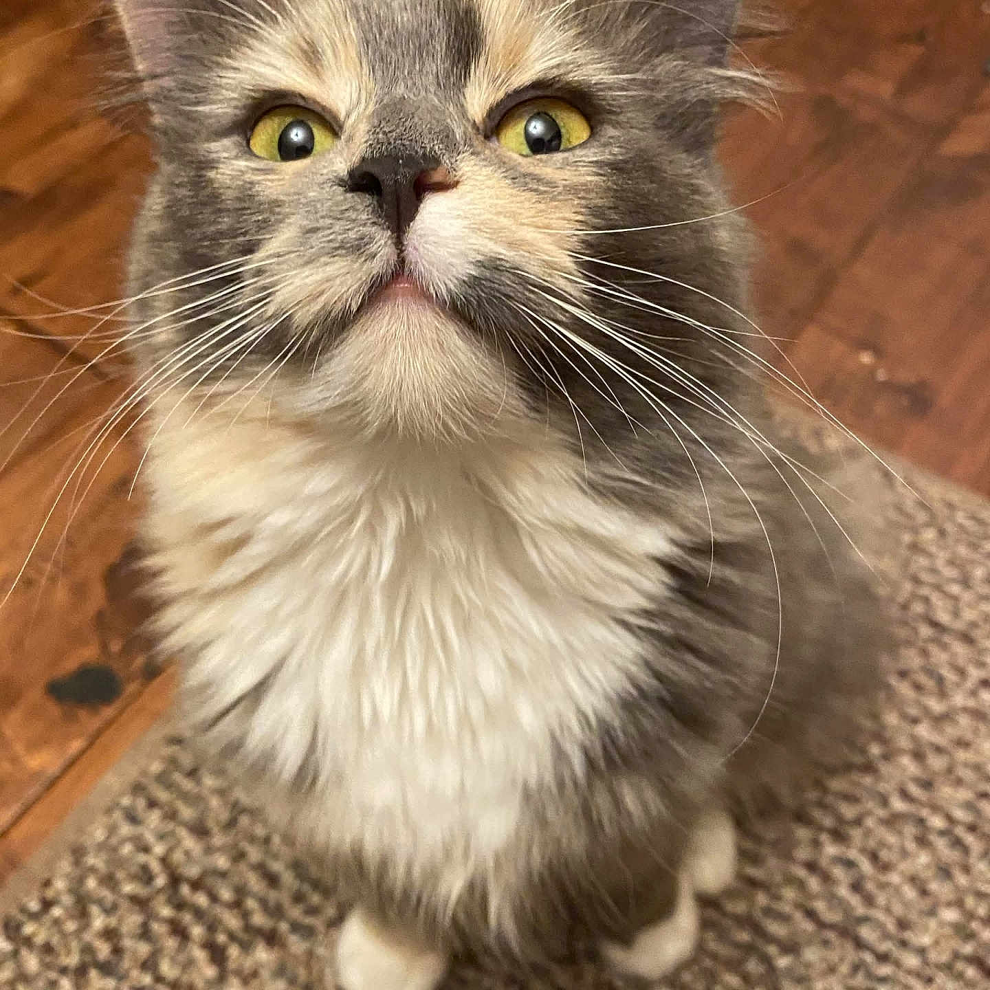 Fuzzy