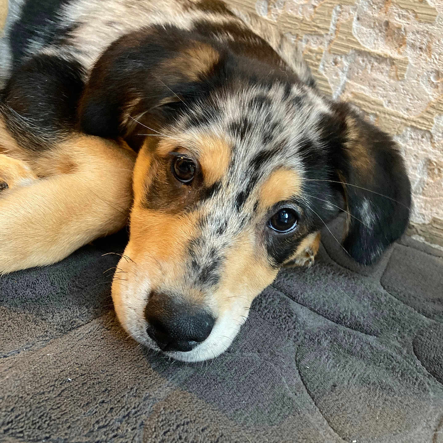 Vénus participe au concours pour gagner de l'argent avec cette photo : animal, black, brown, close_up, cute, dog, ears, floor, indoor, laying_down, nose, pet, portrait, puppy, sleepy, speckled_coat, tan, textured, wall, young