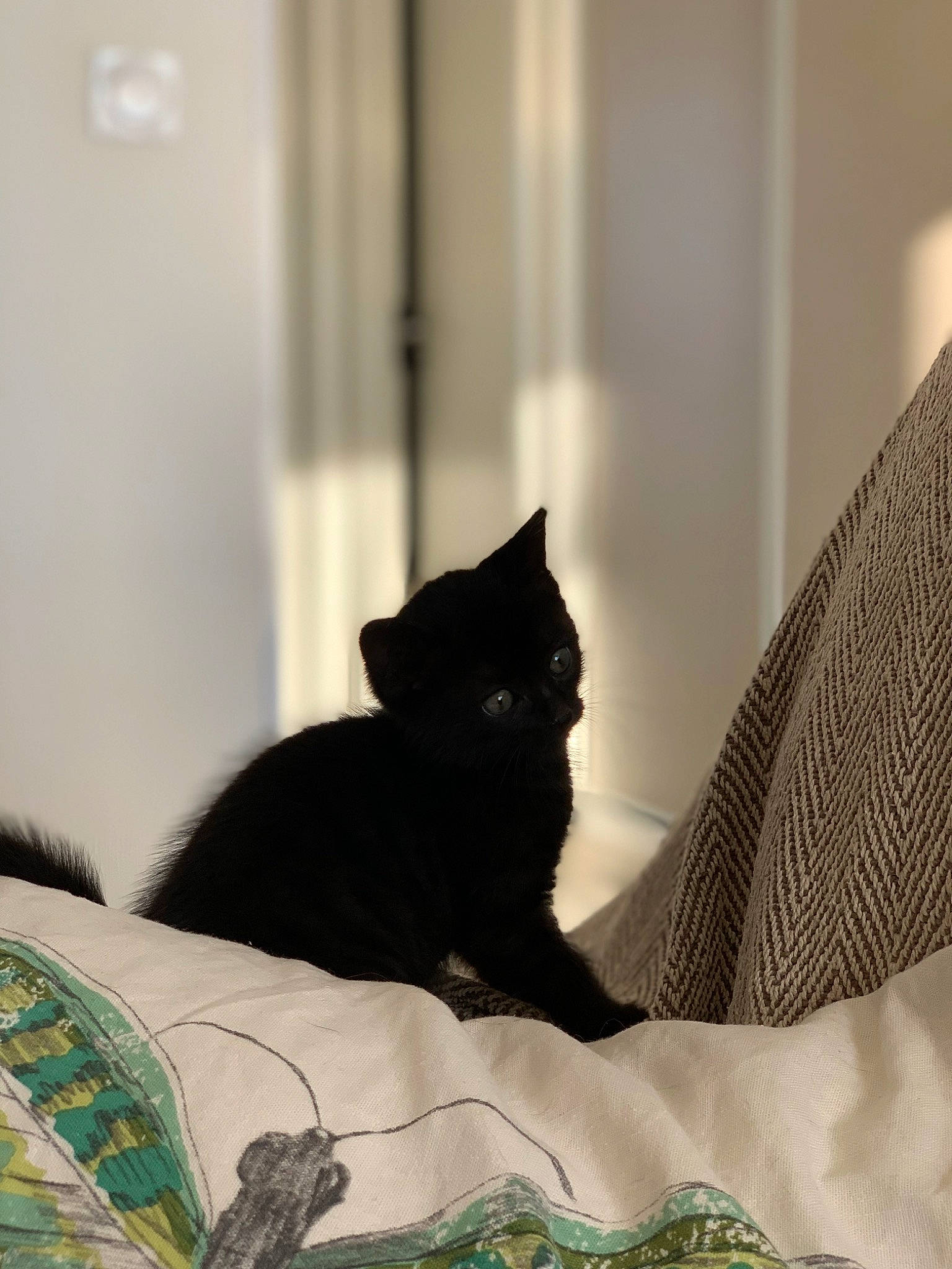 Myrtille participe au concours pour gagner de l'argent avec cette photo : black_cat, bombay, carnivore, cat, comfort, felidae, fur, grey, linens, mammal, pattern, room, small_to_medium_sized_cats, snout, tail, textile, tints_and_shades, vertebrate, whiskers, wood