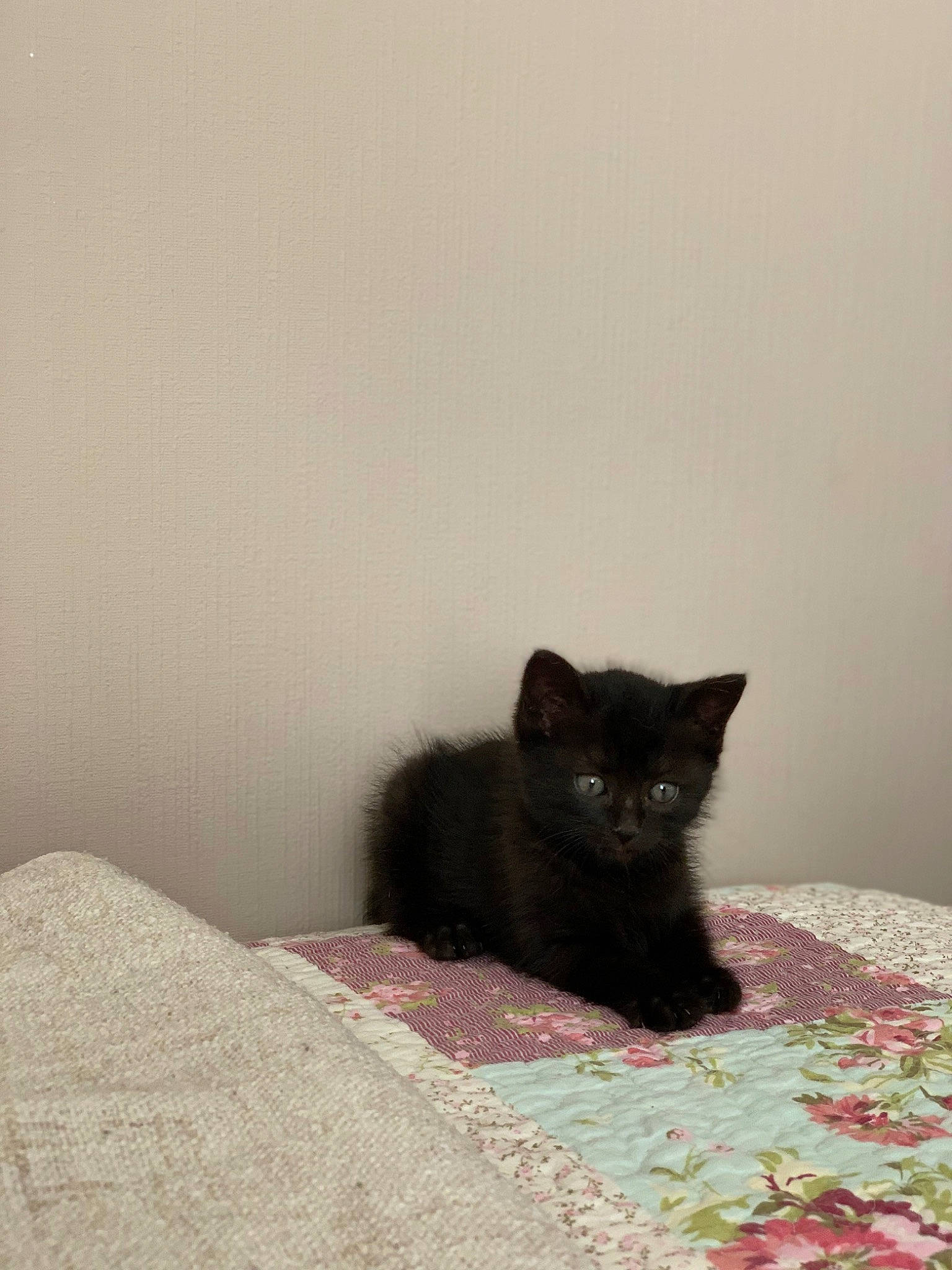 Myrtille