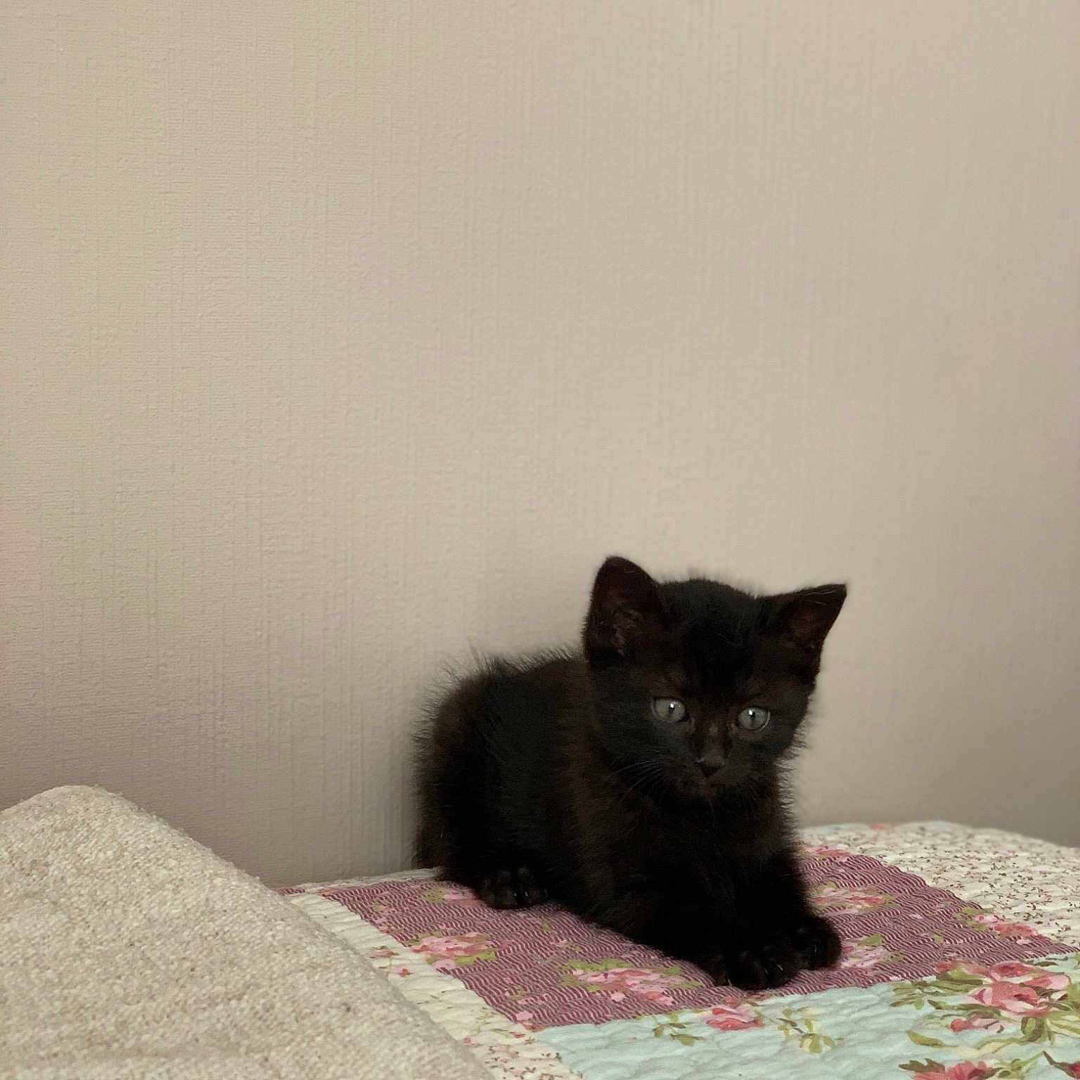 Myrtille