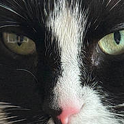 Cerise a rejoint le concours — aidez-le/la à gagner de superbes lots ! cat, close_up, tuxedo_cat, green_eyes, pink_nose, black_and_white, fur, whiskers, pet, animal, mammal, face, portrait, cute, domestic_cat, feline, eyes, nose, macro, sharp_focus
