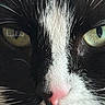 animal, black_and_white, cat, close_up, cute, domestic_cat, eyes, face, feline, fur, green_eyes, macro, mammal, nose, pet, pink_nose, portrait, sharp_focus, tuxedo_cat, whiskers