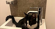 Cerise a rejoint le concours — aidez-le/la à gagner de superbes lots ! cat, black_and_white, sink, bathroom, faucet, chrome, soap_dispenser, relaxed, pet, indoor, white, modern, cabinet, wall, animal, cute, small_sink, resting, fur, whiskers