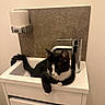 animal, bathroom, black_and_white, cabinet, cat, chrome, cute, faucet, fur, indoor, modern, pet, relaxed, resting, sink, small_sink, soap_dispenser, wall, whiskers, white