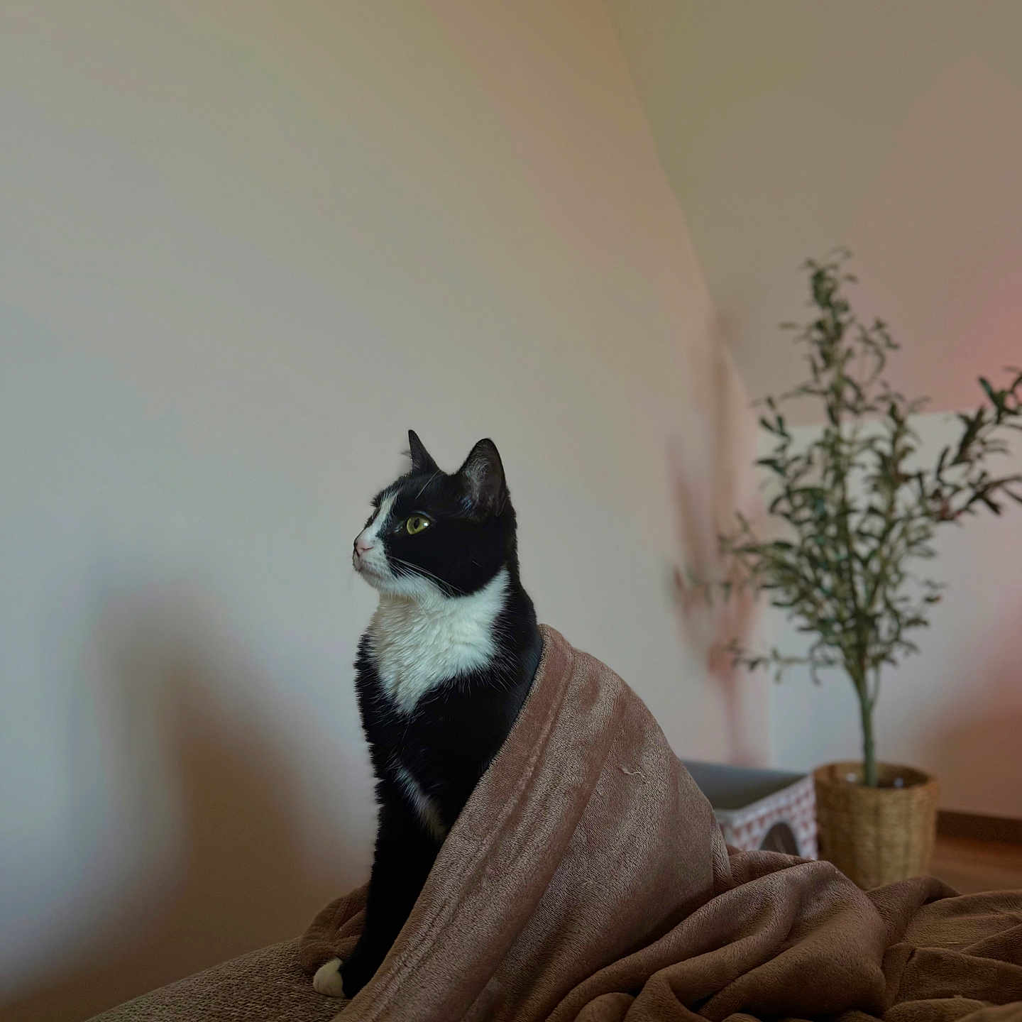 Cerise participe au concours pour gagner de l'argent avec cette photo : cat, tuxedo_cat, blanket, indoor, potted_plant, couch, furniture, cozy, pet, animal, fur, black_and_white, looking_away, home, relaxation, calm, domestic, soft_texture, sitting, side_view